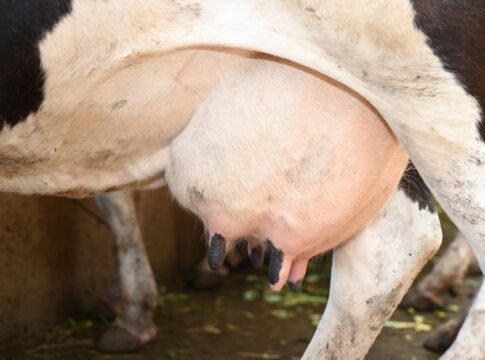 Detailed view of a dairy cow's udder inside a barn, showcasing farm life. Detailed view of a dairy cow's udder inside a barn, showcasing farm life.