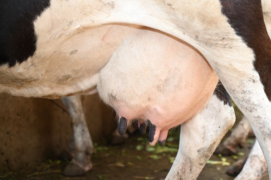 Belagavi Milk Union to Pioneer Biogas Generation Project for Farmer Self-Reliance Detailed view of a dairy cow's udder inside a barn, showcasing farm life.