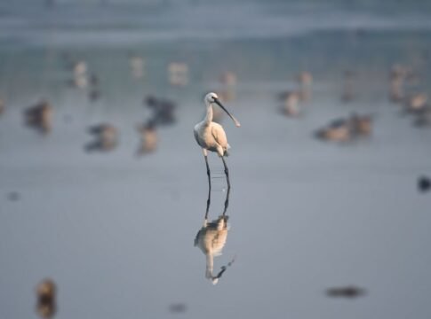 Eurasian spoonbill standing in calm water with reflection, Chennai, India.