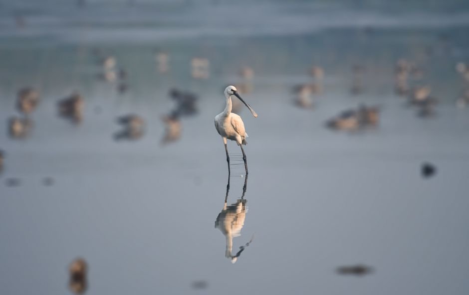 Chennai’s Growth Stalled: Ramsar Freeze on Pallikaranai Marsh Hits Over One Lakh Patta Holders Eurasian spoonbill standing in calm water with reflection, Chennai, India.