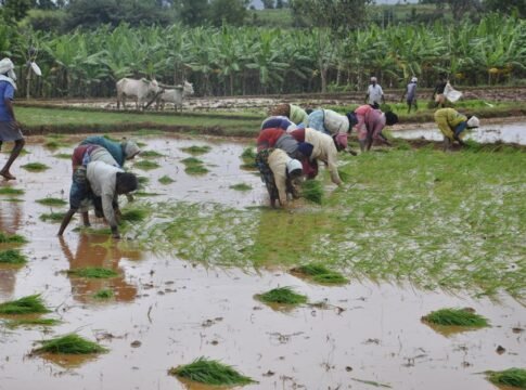 Group of farmers planting rice in flooded paddies in Mysuru, India, showcasing traditional agriculture. Group of farmers planting rice in flooded paddies in Mysuru, India, showcasing traditional agriculture.