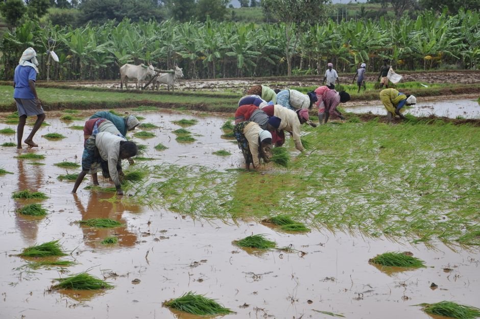 Karnataka Officials Urge Contingency Planning Amidst Delayed Monsoon and Sowing Concerns Group of farmers planting rice in flooded paddies in Mysuru, India, showcasing traditional agriculture.