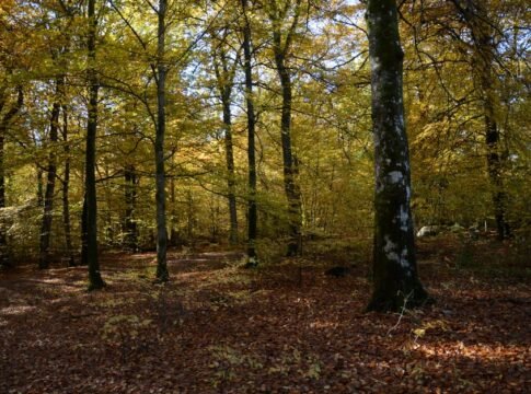 Tranquil forest scene featuring golden autumn leaves with sunlight filtering through the trees. Tranquil forest scene featuring golden autumn leaves with sunlight filtering through the trees.