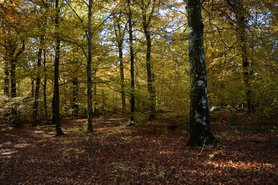 Massive Wildfire Engulfs Fontainebleau Forest Near Paris, Forcing Evacuations and Disrupting Transport Tranquil forest scene featuring golden autumn leaves with sunlight filtering through the trees.