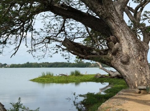 Tranquil lakeside scene with ancient tree and calm waters in Tissamaharama, Southern Province, Sri Lanka. Tranquil lakeside scene with ancient tree and calm waters in Tissamaharama, Southern Province, Sri Lanka.