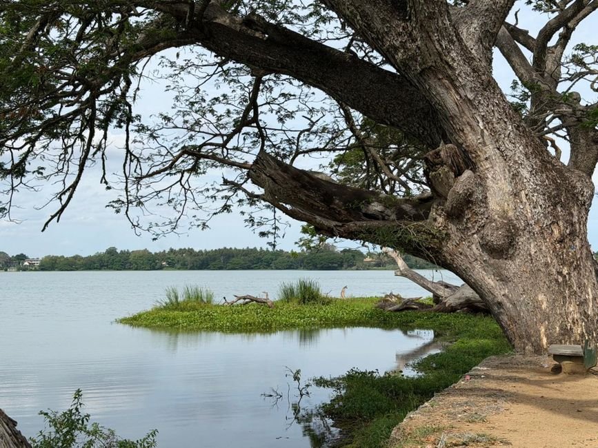 Bengaluru Landfill Leaches Toxic Waste into Srinivasapura Lake Tranquil lakeside scene with ancient tree and calm waters in Tissamaharama, Southern Province, Sri Lanka.