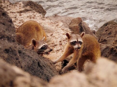 Two raccoons exploring rocky shoreline with ocean waves in the background. Two raccoons exploring rocky shoreline with ocean waves in the background.