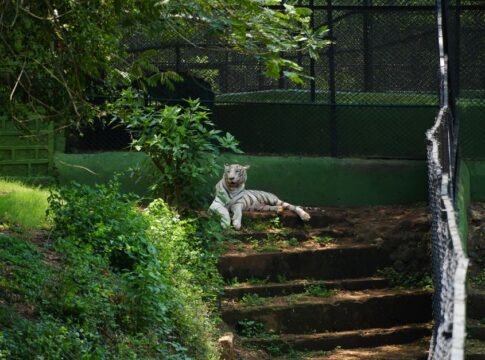 White tiger resting in a lush, green zoo enclosure during the day, capturing serene wildlife.