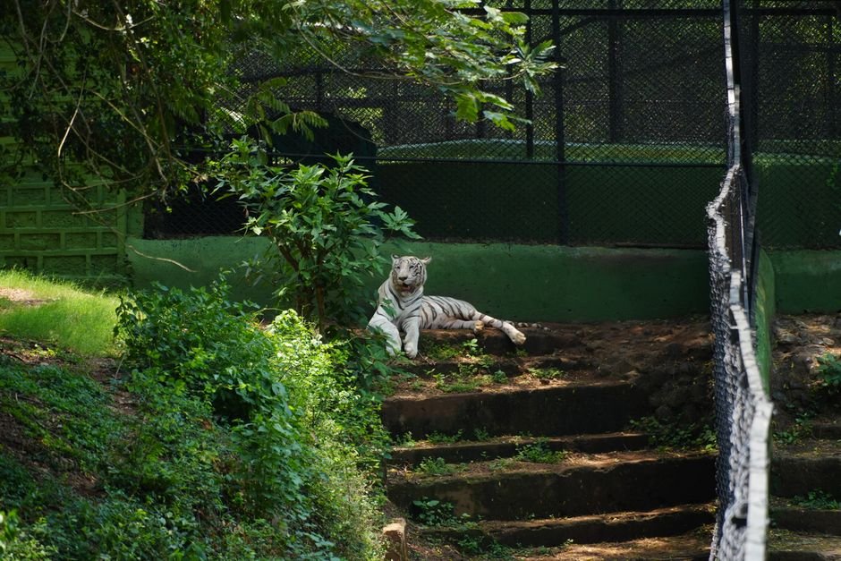 Visakhapatnam Zoo Sees Surge in Animal Adoptions as Birthdays Become Conservation Celebrations White tiger resting in a lush, green zoo enclosure during the day, capturing serene wildlife.