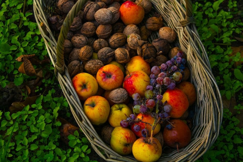 Jammu: Farmers in Kathua Begin Walnut Harvest, Inspired by ‘Mann Ki Baat’ A rustic basket filled with apples, walnuts, and grapes placed on green foliage.