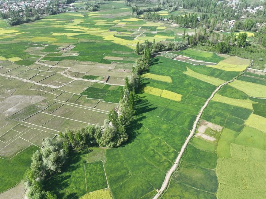 A stunning aerial view of agricultural landscapes with lush green fields and trees near Srinagar.