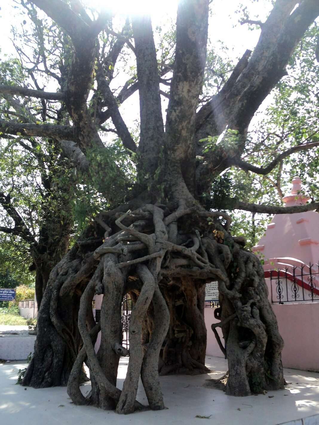Himachal Pradesh: Una District Targets 2 Lakh Saplings for Afforestation A very beautiful four-pillared banyan tree. Situated roadside on Hamirpur-Una National Highway in Himachal Pradesh.
