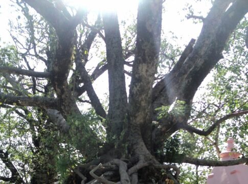 A very beautiful four-pillared banyan tree. Situated roadside on Hamirpur-Una National Highway in Himachal Pradesh. A very beautiful four-pillared banyan tree. Situated roadside on Hamirpur-Una National Highway in Himachal Pradesh.