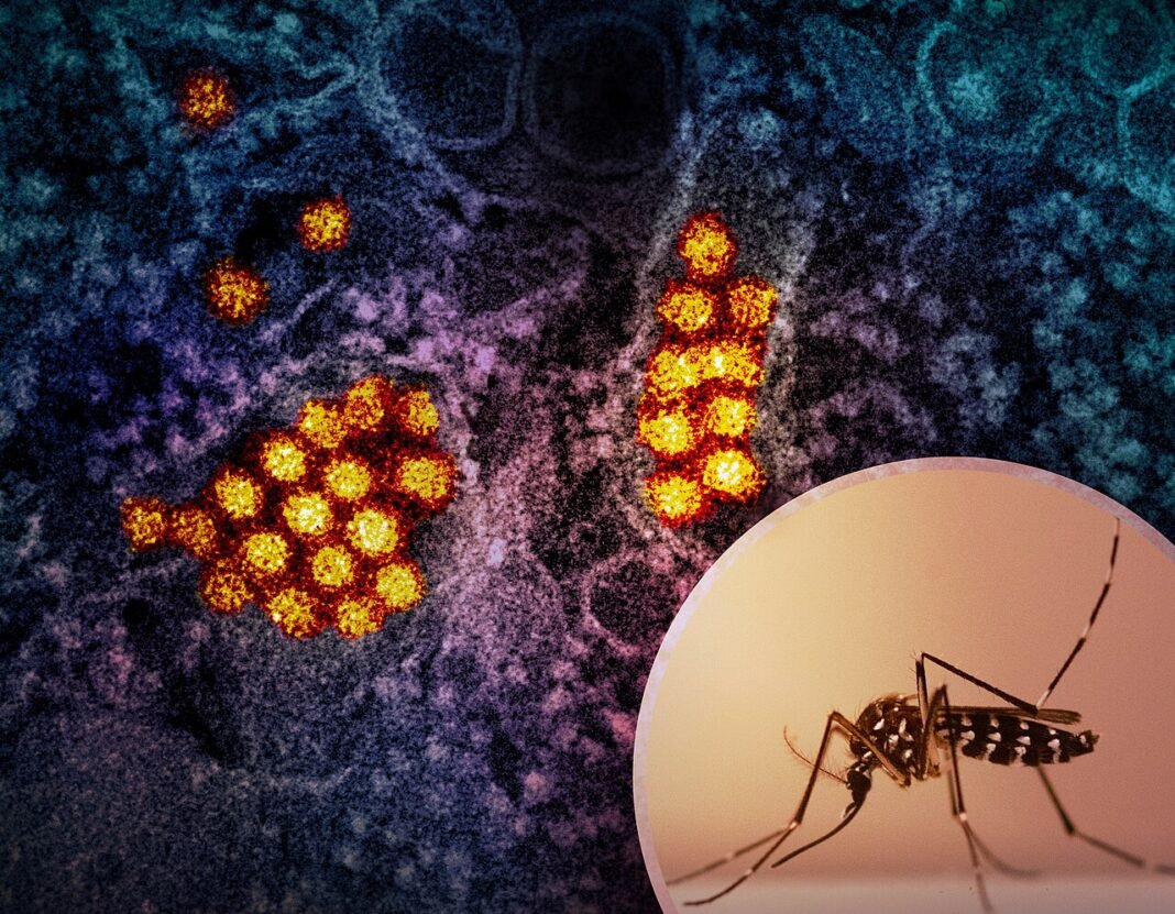 Ludhiana on High Alert as Over 40 Localities Identified as Dengue and Malaria Risk Zones Aedes mosquito and a colorized transmission electron micrograph of dengue virus particles (yellow/red). Aedes mosquitoes are known to transmit dengue virus. Photo by NIAID; micrograph courtesy of CDC…