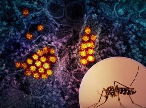 Aedes mosquito and a colorized transmission electron micrograph of dengue virus particles (yellow/red). Aedes mosquitoes are known to transmit dengue virus. Photo by NIAID; micrograph courtesy of CDC…