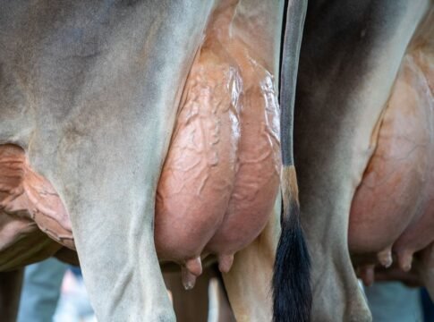 Detailed image of a cow's udder, showcasing dairy farming visuals.