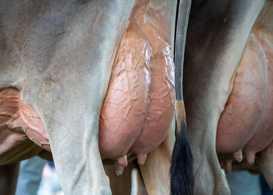 Uttar Pradesh Government Intensifies Dairy Sector Development Through Conclaves and Investment Initiatives Detailed image of a cow's udder, showcasing dairy farming visuals.