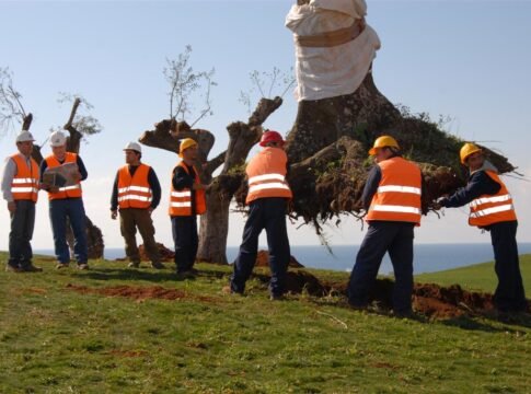 Olive Trees Transplant Program at Navarino dunes
