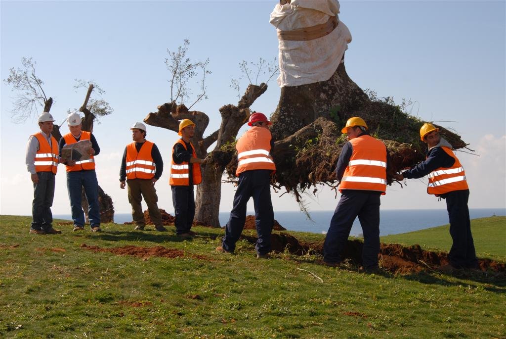 Andhra Pradesh: Study Reveals 29 Out of 73 Trees Can Be Transplanted for Guntur Road Widening Olive Trees Transplant Program at Navarino dunes