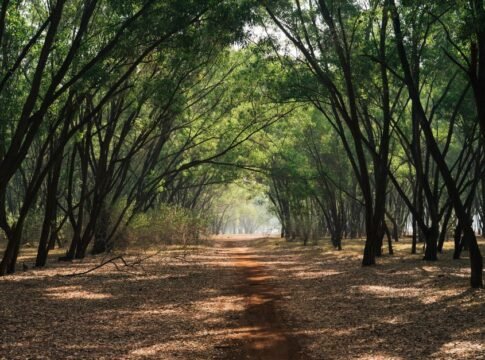 Peaceful pathway through a misty forest in Bengaluru, India, surrounded by lush trees and natural beauty. Peaceful pathway through a misty forest in Bengaluru, India, surrounded by lush trees and natural beauty.