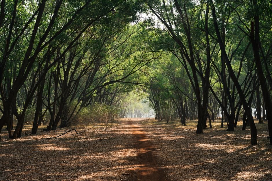 Andhra Pradesh: Drone Assists in Rescue of Woman Lost Overnight in Nellore Forest Peaceful pathway through a misty forest in Bengaluru, India, surrounded by lush trees and natural beauty.