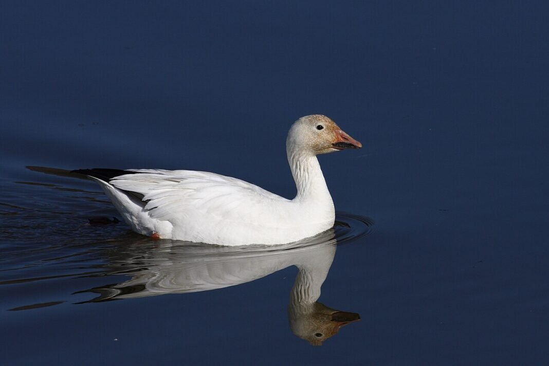 Canada Faces Calls to Reconsider F-35 Jet Purchase Amid U.S. Trade Tensions Snow goose (Anser caerulescens), Cap Tourmente National Wildlife Area, Quebec, Canada