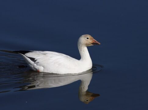 Snow goose (Anser caerulescens), Cap Tourmente National Wildlife Area, Quebec, Canada Snow goose (Anser caerulescens), Cap Tourmente National Wildlife Area, Quebec, Canada