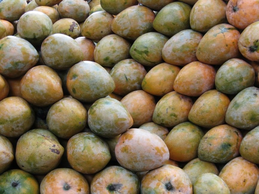 Delhi Faces Alarming Surge in Swine Flu Cases, AAP Demands Public Awareness Campaign Vibrant Raspuri mangoes stacked on a street vendor's stall in Bengaluru, India, ready for sale.