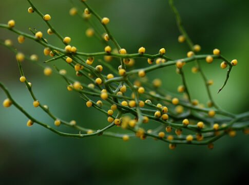unidentified plant
