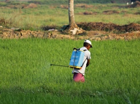 A South Asian farmer sprays pesticide on a green paddy field in Ernakulam, India. A South Asian farmer sprays pesticide on a green paddy field in Ernakulam, India.