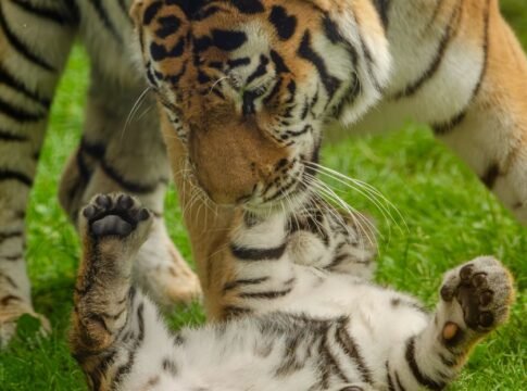 A beautiful moment captured between a mother tiger and her playful cub in the wilderness. A beautiful moment captured between a mother tiger and her playful cub in the wilderness.