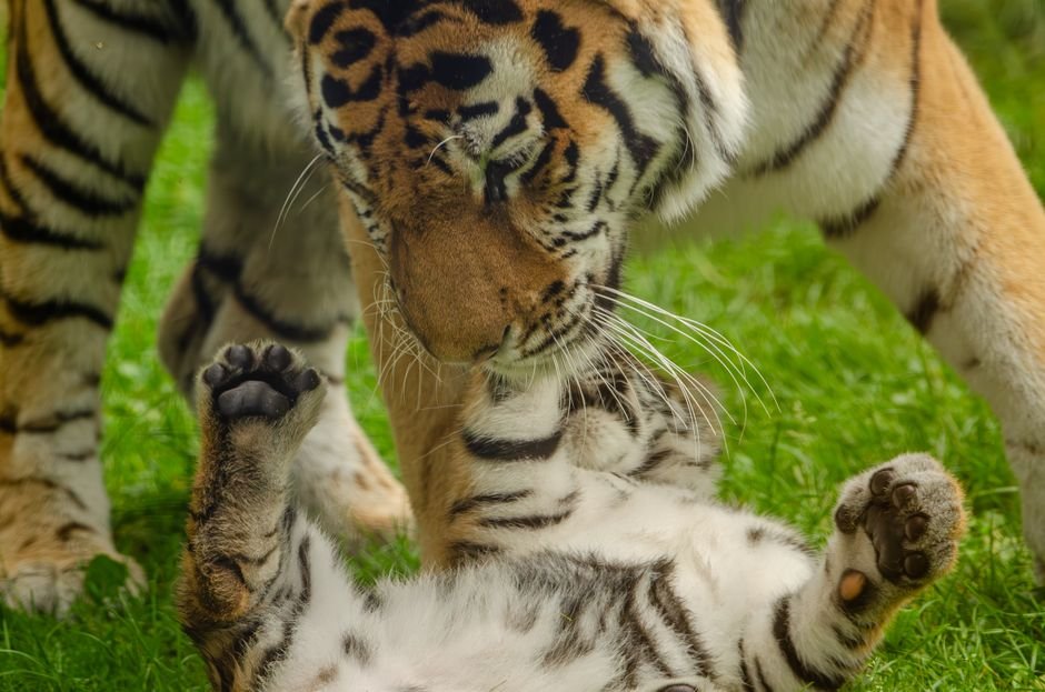 Tamil Nadu: Search for Tiger in Gudalur Forest Intensifies on 12th Day A beautiful moment captured between a mother tiger and her playful cub in the wilderness.