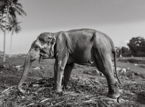 A detailed black and white photo of an elephant standing in a rural Indian landscape.