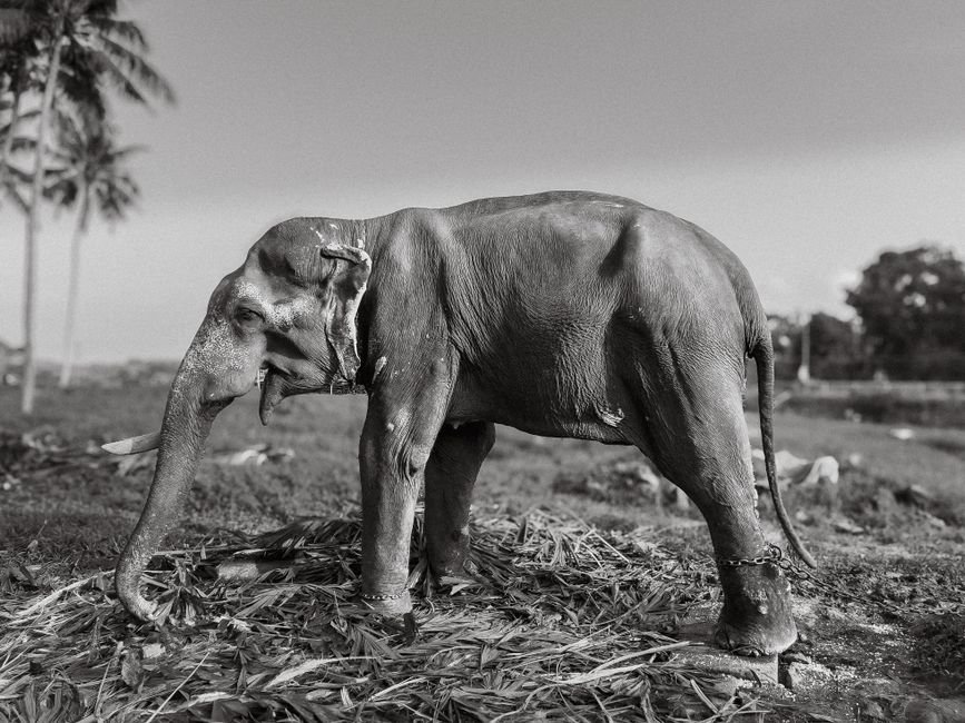 Assam Elephant Durga Transfer to Madurai Temple Sparks Rights Concerns A detailed black and white photo of an elephant standing in a rural Indian landscape.