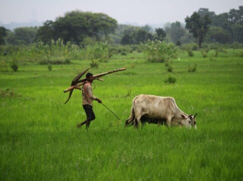 A farmer with cattle in a lush green field, depicting rural agriculture.
