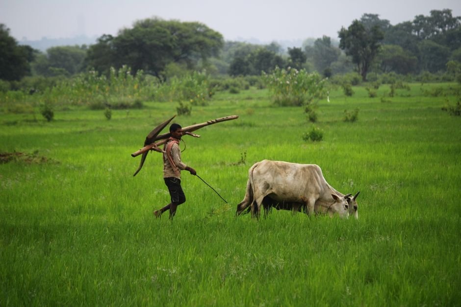 Chennai Firm’s Popcorn Venture Cultivates Farm Supply Chains Across India A farmer with cattle in a lush green field, depicting rural agriculture.
