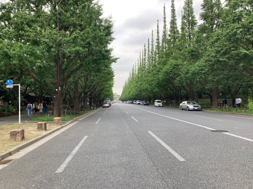A picturesque view of Aoyama Avenue lined with lush green ginkgo trees in Tokyo, Japan.
