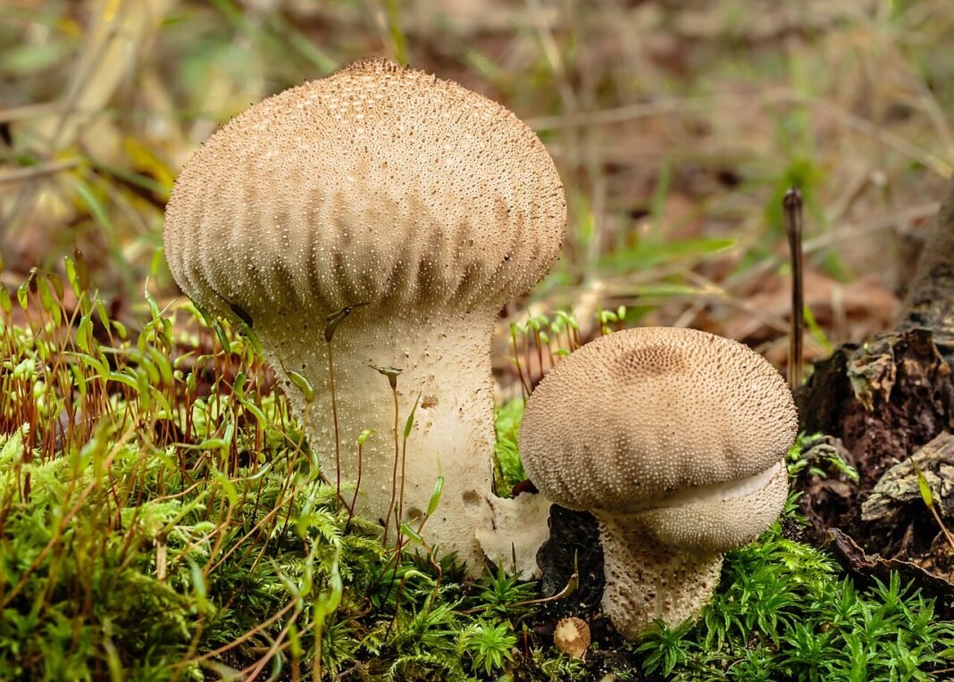 Madras High Court Dismisses Election Petition Against DMK Whip E.V. Velu Hortus Haren. Lycoperdon perlatum puffball .