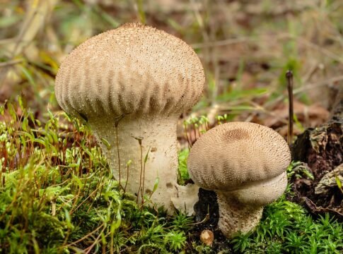 Hortus Haren. Lycoperdon perlatum puffball .