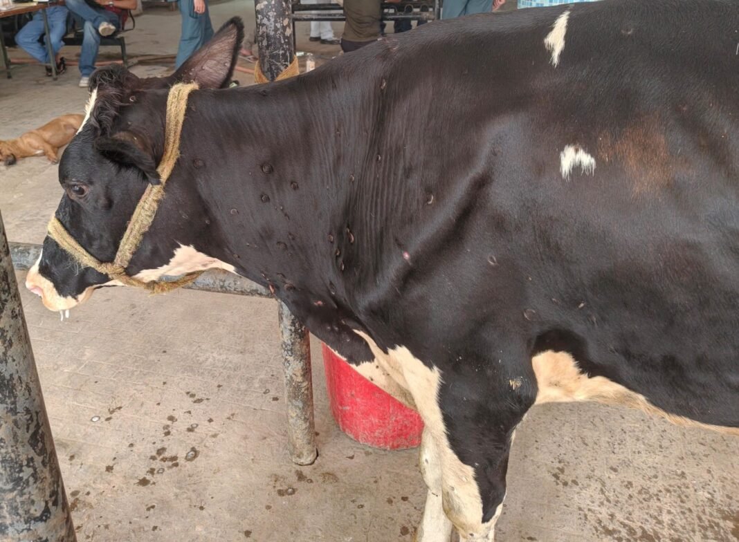 Lumpy Skin Disease Returns to J&K: Central Kashmir Reports Fresh Cases, Jammu’s Livestock Belt on Alert Lumpy Skin Disease Returns to J&K: Central Kashmir Reports Fresh Cases, Jammu’s Livestock Belt on Alert