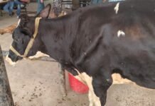 Lumpy Skin Disease Returns to J&K: Central Kashmir Reports Fresh Cases, Jammu’s Livestock Belt on Alert