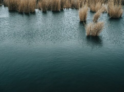 Serene image of reeds growing in a calm wetland, reflecting the tranquil atmosphere of nature. Serene image of reeds growing in a calm wetland, reflecting the tranquil atmosphere of nature.