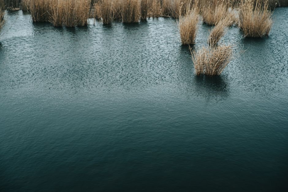 Jammu and Kashmir Assembly Accepts Resolution on Hokersar Wetland Conservation Serene image of reeds growing in a calm wetland, reflecting the tranquil atmosphere of nature.