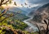 Where Have the Birds Gone? The Changing Sound of the Chenab Valley