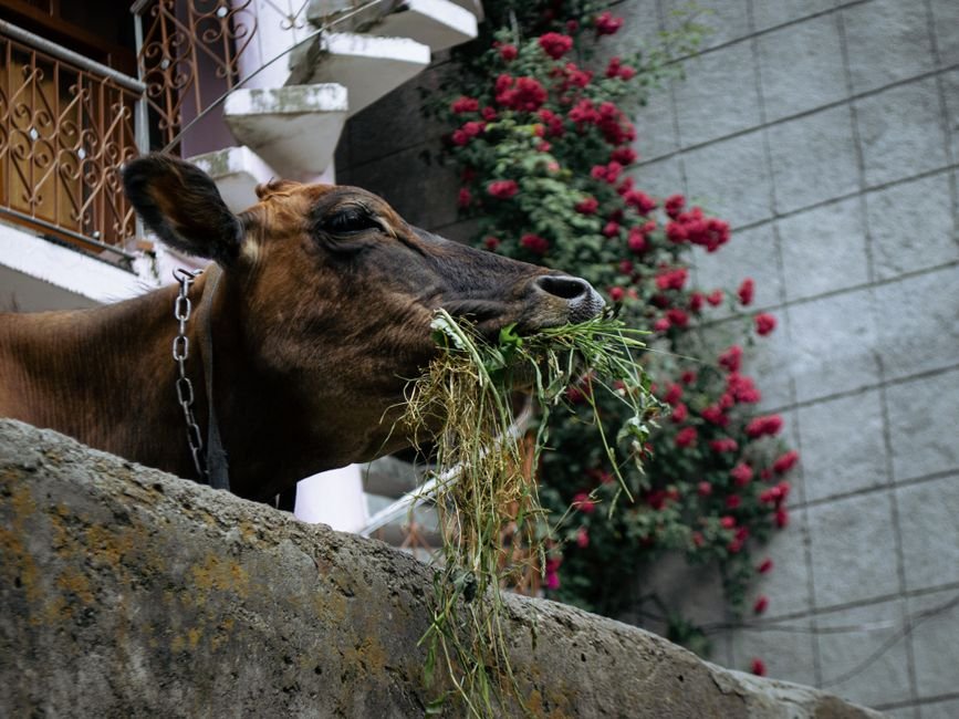 Himachal Pradesh Doubles Milk Producers’ Incentive to Rs 6 Per Litre A brown cow eating hay near a farm building in Malana, HP, India.