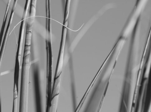 Abstract monochrome photo capturing the texture and detail of desert grass stems against a soft background.