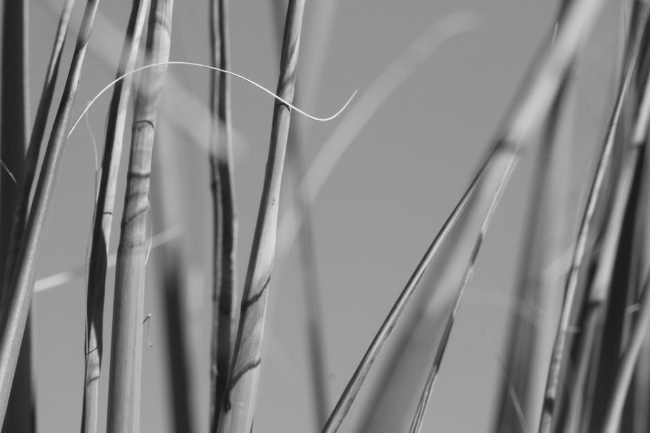 Jon Cryer Auditioned for Iconic Role in ‘The O.C.’ Before Peter Gallagher Was Cast Abstract monochrome photo capturing the texture and detail of desert grass stems against a soft background.