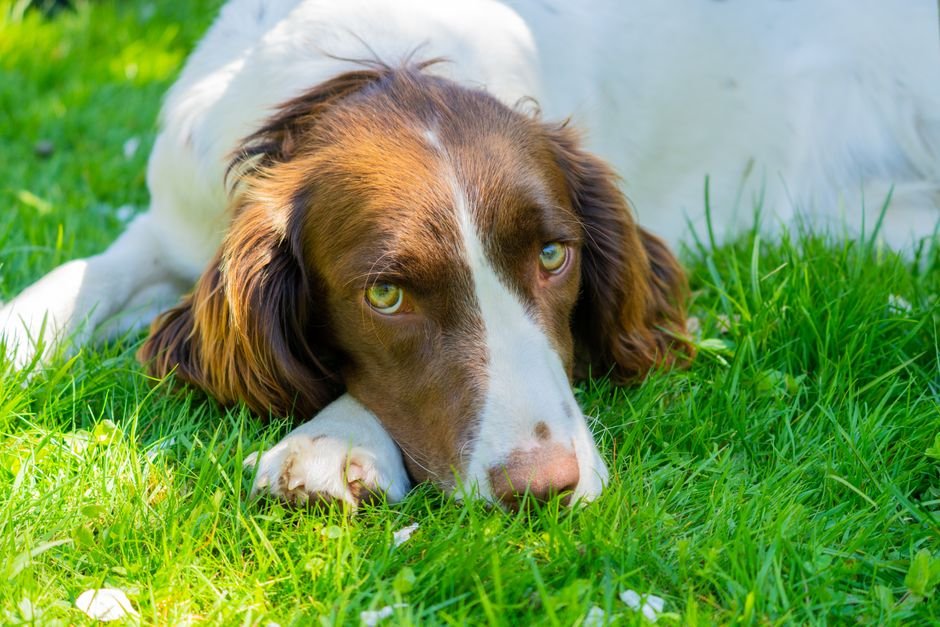 Advances in Global Change Research: Springer Launches New Book Series on Environmental Issues Cute Springer Spaniel dog lying on lush green grass enjoying a sunny day outdoors.