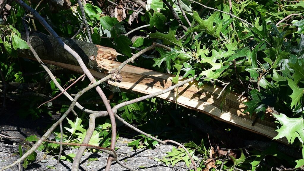 Downed Branches After Hurricane Isaias