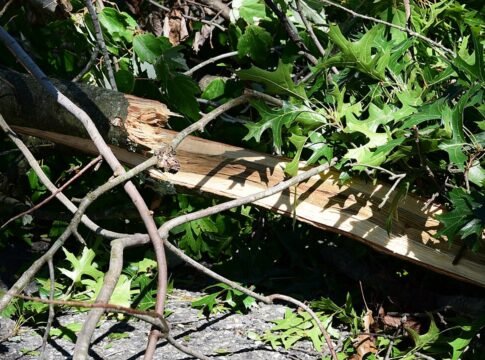 Downed Branches After Hurricane Isaias Downed Branches After Hurricane Isaias